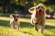 © Studio Nova - The Golden Retriever Running with Red Ball and Jack Russell in Sunny Park