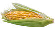 © Antonio - Fresh yellow corn cob with green husks and silk