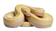 © Vetle - Albino Ball Python coiled with head visible
