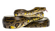 © Vetle - Python snake coiled with yellow and black markings