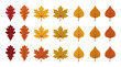 © Danila - Set of autumn tree leaves in flat vector style on white