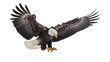 © Ivan - Bald eagle with wings spread wide, descending