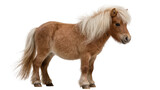 Small brown pony with blonde mane and tail