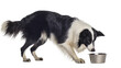 © Eva - Black and white Border Collie dog sniffing metal bowl