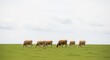© Liew - Herd of cattle grazing peacefully in a lush green pasture under a cloudy sky