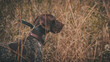 © Andrew - german shorthaired pointer