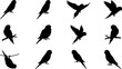 © Morningstar - Budgerigar birds silhouette icon set, flat black glyph style, pure white background