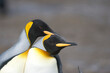 © willtu - King penguins on South Georgia Island