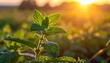 © agawe - Close-up of a vibrant green plant with textured leaves, illuminated by a warm, golden sunrise in a field. Bokeh in the background