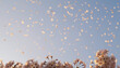 © 誠 小野 - 青空に舞う桜の花びらと満開の桜の木
