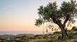 © Agata - Lanterns hanging on an old olive tree during a golden sunset