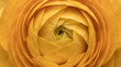 © Think House Studio - Extreme close-up of yellow ranunculus flower with delicate petals and center detail in soft light