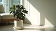 © StudioFF - Sunny Potted Plant / 日当たりの良い鉢植え