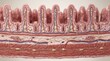 © Rifat - Anatomy illustration of intestinal villi and microscopic structure of tissue