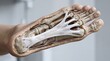 © Rifat - Human foot skeleton anatomy showing plantar fascia with skeleton, physiology