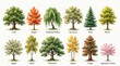 © MDABULKALAM - Watercolor illustrations of 12 common tree species for educational and decorative purposes