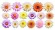 © Tom - Colorful spring flower head collection representing nature diversity and beauty
