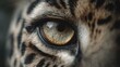 © Sals - Intense gaze, close-up of a leopard's eye conveying raw emotion and beauty