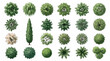 © DEVDASS - Top view tree vector set, 24 architectural landscape plan symbols, green forest and garden plant icons for site mapping and masterplan design