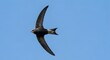 © Usman - Common Swift Sky Racing Flight