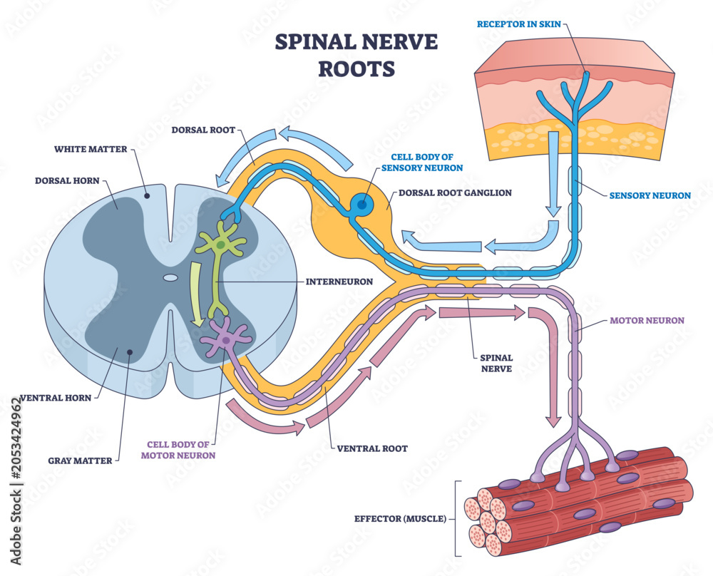 Spinal Roots Vs Rootlets Spinal nerve roots overview illustrating dorsal root ganglion, ventral ...