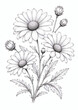 © Liliya - Detailed black and white illustration of daisies with leaves and buds. Hand-drawn botanical art, perfect for coloring books, prints, and nature themed designs.