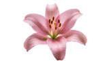 Pink lily flower with stamen and pistil