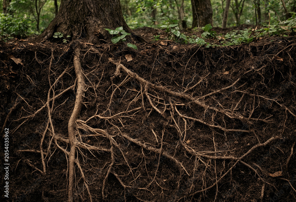 Cross section of dark forest soil showing intricate tree roots and a small green plant growing on the surface in a natural woodland setting