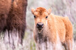 © DrN8 - Bison calf standing beside an adult.