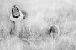 © Marilar Irastorza/Stocksy - Lioness Yawning On The Grass