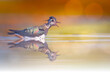 © Serkan Mutan - A water bird bathing. Lapbird. Natural background.