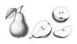© Mahin - Hand drawn pear whole and sliced with leaf and seeds fruit half