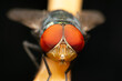 © JP.Studio - Extreme macro closeup of fly head featuring detailed red compound eyes sharp insect anatomy natural texture against dark background