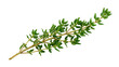 © MDMizanur - Fresh green thyme sprig with tiny leaves, isolated on transparent background