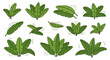 © abdul - Illustrated collection of green tropical leaves isolated on white background