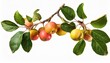 © Judith - Branch With Leaves And Fruits Of A Wild Apple Tree Siberian Apple Isolated On A Transparent Background