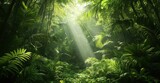 Lush Jungle Canopy with Sunlight Streaming Through the Foliage.