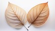 © Karina - two delicate skeleton leaves show intricate vein patterns in warm earthy tones against clean isolated on a white or white background