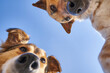 © Juri - Two dogs with different fur colors and patterns gaze upward at the camera, set against a bright blue sky, highlighting their playful and curious nature