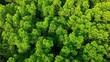 © Punyawee - Aerial drone view of vast mangrove forest canopy, highlighting carbon absorption, coastal protection, biodiversity support, and natural climate regulation that helps reduce global warming. Thailand.