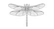 © JBO_STUDIO - Dragonfly line art illustration detailed insect anatomy study