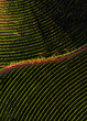 © Fagner Martins - Fazenda de plantação de café, Minas Gerais, Brasil - Imagem aérea de drone no pôr do sol