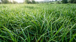 © MOHON - Lush green meadow with dew drops