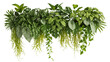© Cian - Isolated lush green tropical houseplants arrangement with hanging foliage for modern interior design