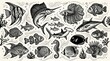 © shanocreatives - Detailed black‑and‑white ocean illustration featuring diverse fish species, coral, bubbles, and artistic linework—showcasing marine biodiversity in a decorative, cohesive, and visually captivating des