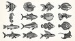 © shanocreatives - Detailed black‑and‑white ocean illustration featuring diverse fish species, coral, bubbles, and artistic linework—showcasing marine biodiversity in a decorative, cohesive, and visually captivating des
