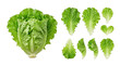 © FalghiStock - Fresh green Romaine lettuce head with crisp individual leaves isolated