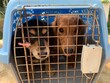 © Arlina Elsiska - Two adorable dachshund dogs inside a pet carrier in Jakarta, Indonesia, looking curious and hopeful. Close-up front view with eye focus, ideal for pet care, adoption, travel, rescue, companionship the