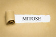 © magele-picture - Mitose