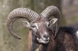 © Winfried Schäfer/imageBROKER - European mouflon (Ovis orientalis musimon), portrait, Vulkaneifel, Eifel, Rhineland-Palatinate, Germany